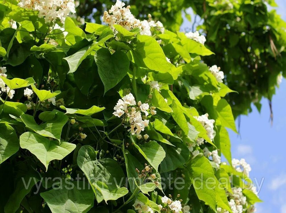 Катальпа фото дерева и листьев Катальпа (Catalpa), С5, выс: 120-150 см