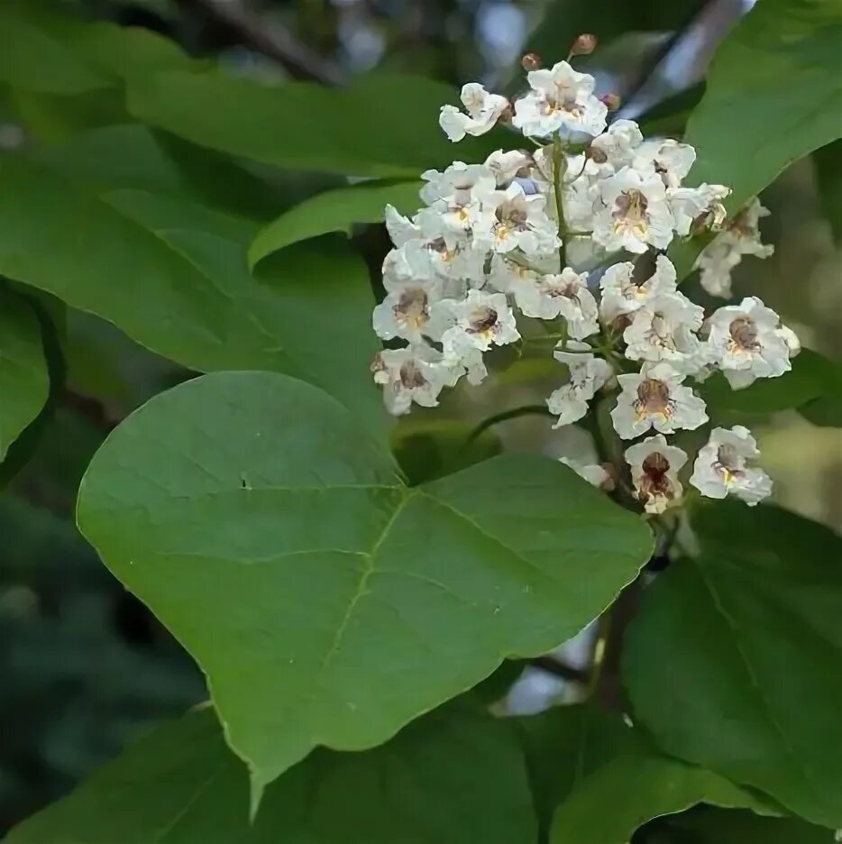 Катальпа фото дерева и листьев Катальпа бигнониевидная 3 года Catalpa bignonioides ОКС - саженцы купить в интер