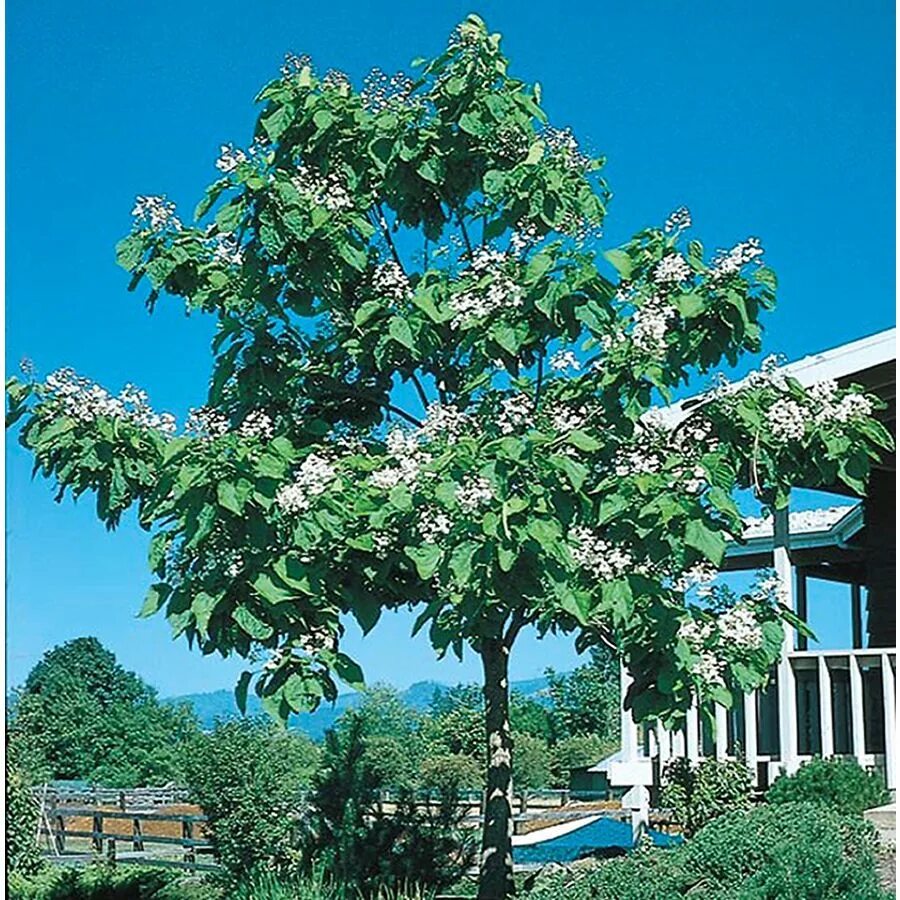 Катальпа фото посадка 10.25-Gallon Multicolor Western Catalpa Flowering Tree In Pot (With Soil) (L7405