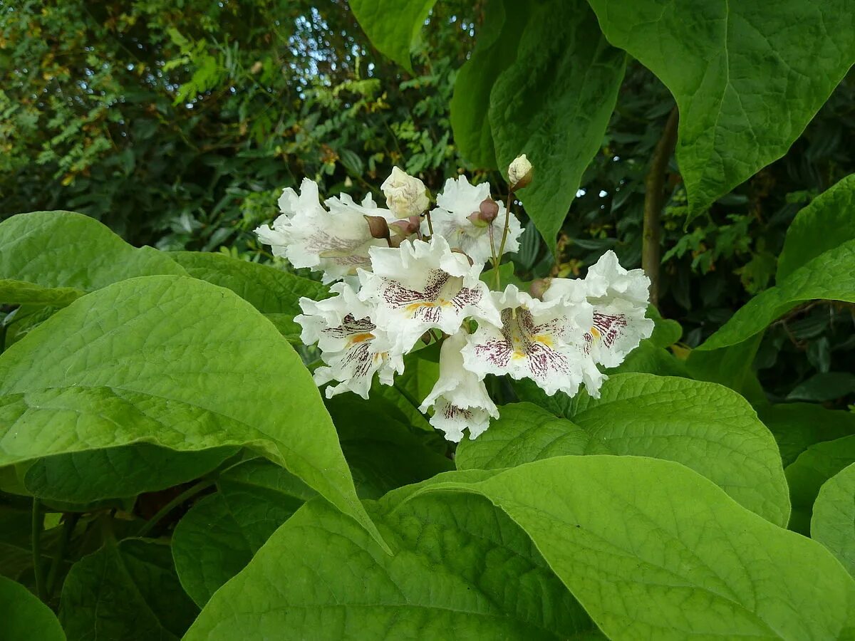 Катальпа фото посадка File:Catalpa speciosa.jpg - Wikimedia Commons