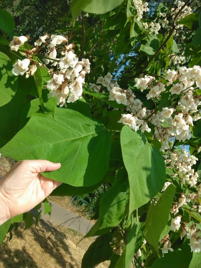 Катальпа фото в домашних условиях Зацвела катальпа Пикабу Дзен