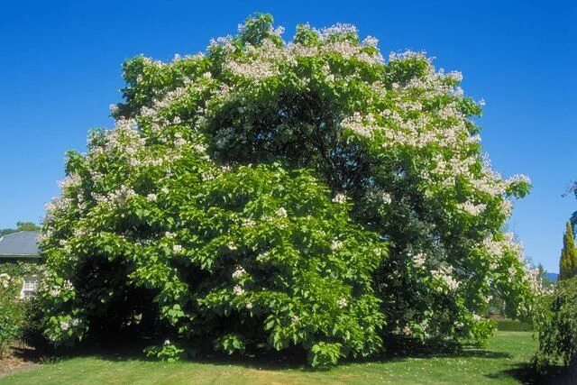 Катальпа кустарник фото How to Grow Catalpa Trees from Seed Hunker Trees to plant, Long blooming perenni