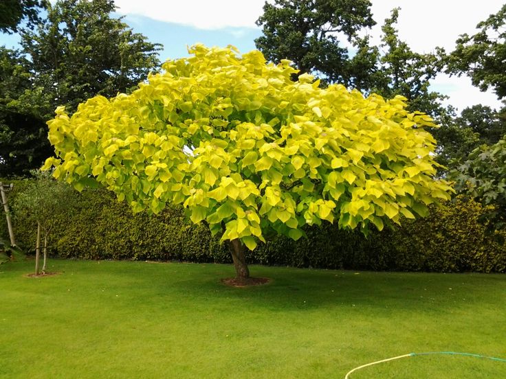 Катальпа кустарник фото Golden Indian Bean Tree (Catalpa Bignonioides Aurea) - Tree Nursery UK Garden tr