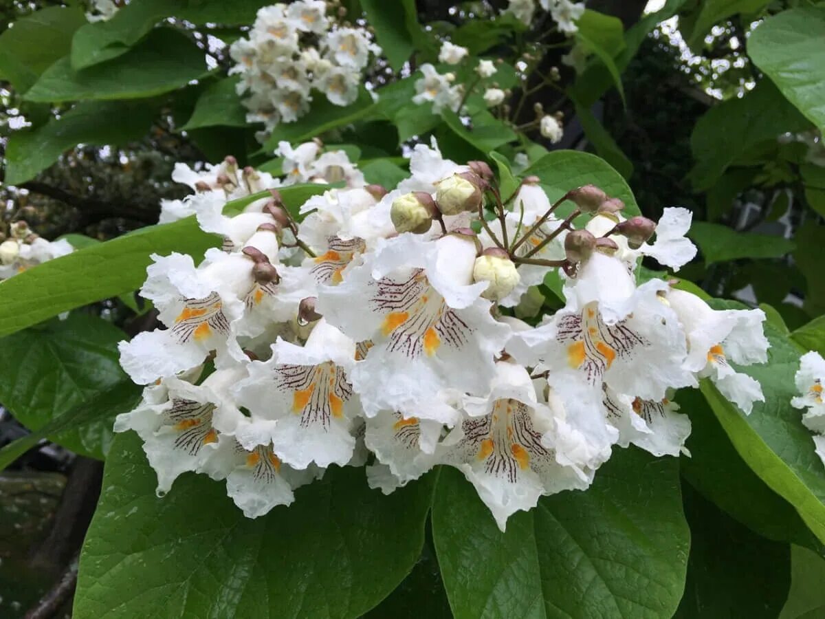 Катальпа кустарник фото Семена Катальпы бигнониевидной "Слоновая кость" (лат. Catalpa bignonioides "Слон