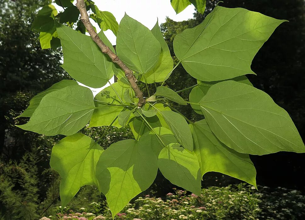 Катальпа листья фото Catalpa ovata - Изображение особи - Плантариум