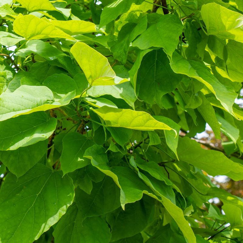 Катальпа листья фото Catalpa bignonioides 'Nana' Std 18L