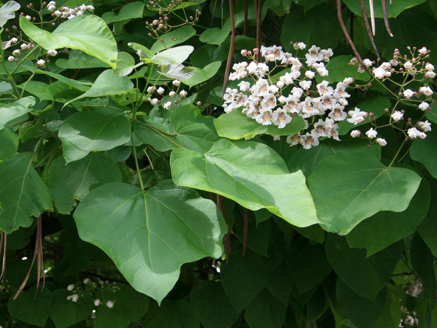 Катальпа листья фото Gewöhnlicher trompetenbaum blatt - Trompetenbaum - Catalpa bignonioides - Baumsc