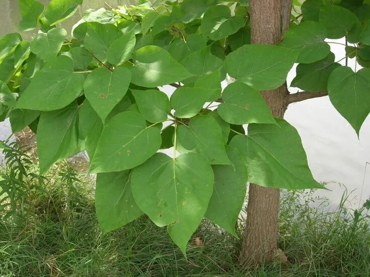 Катальпа листья фото catalpa speciosa Feuilles de plantes, Arbuste, Jardins