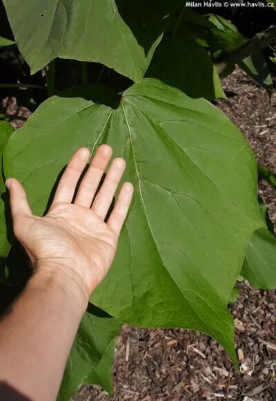 Катальпа листья фото Photo Gallery: catalpa ovata 1 About-garden.com