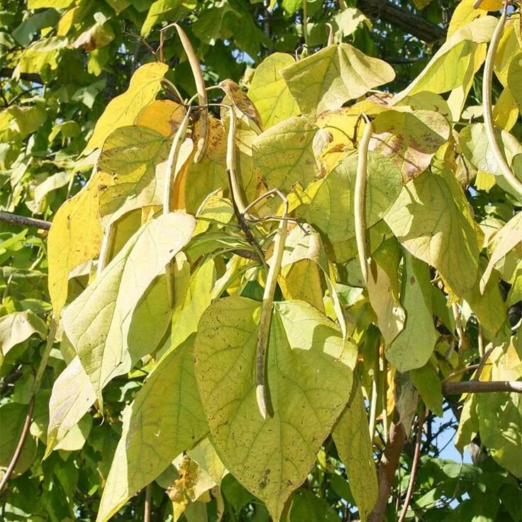 Катальпа листья фото Northern Catalpa Trees to plant, Potted trees, Tree images