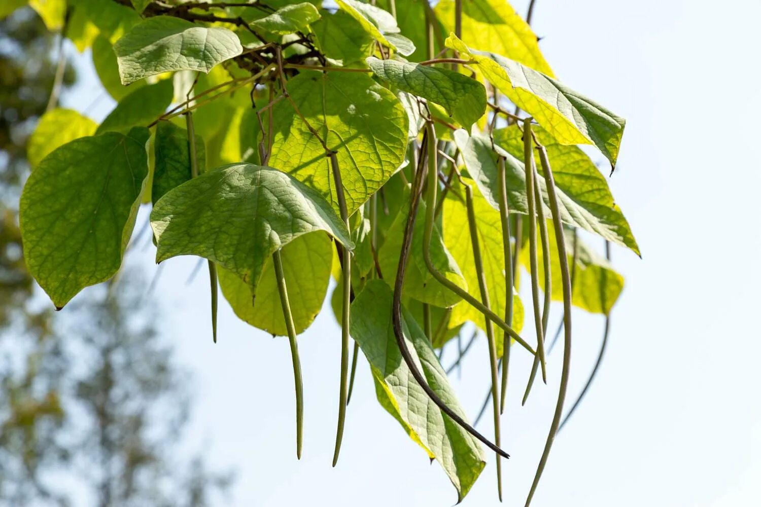 Катальпа листья фото What to Know About Catalpa Trees and Their Worms