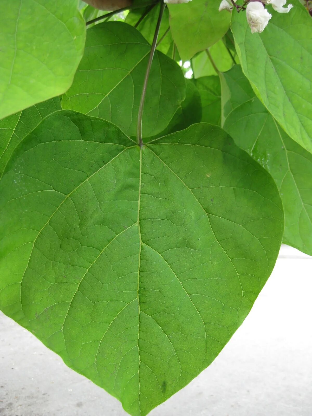 Катальпа листья фото Trees Of Santa Cruz County: Catalpa Speciosa - Catalpa 92F