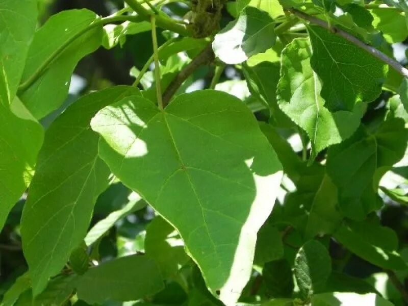 Катальпа листья фото Indian Bean Tree (Catalpa bignonioides) Alternate Foliage Shade Trees