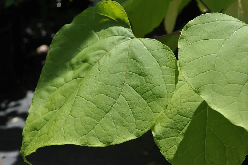 Катальпа листья фото catalpa bignonioides aurea Megan Hansen Flickr