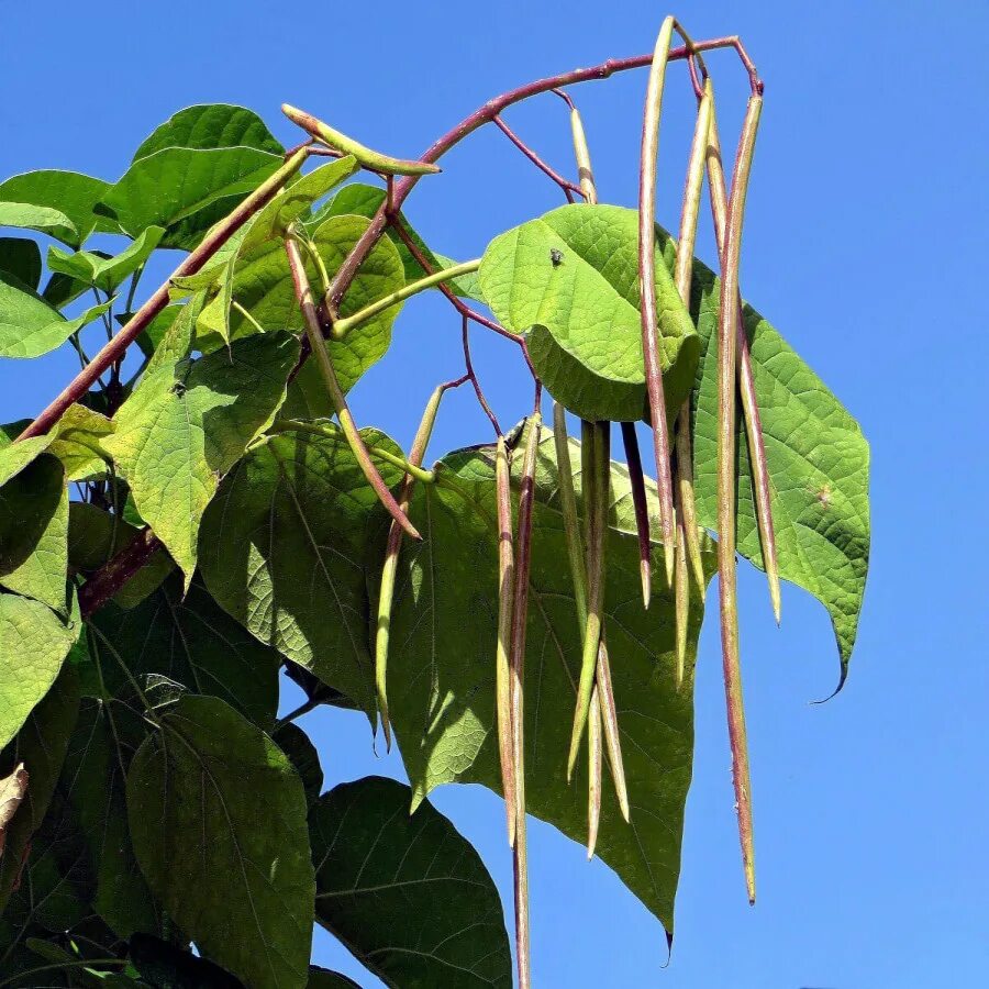 Катальпа листья фото Катальпа бигнониевидная (Catalpa bignonioides) - купите саженцы в контейнере в К