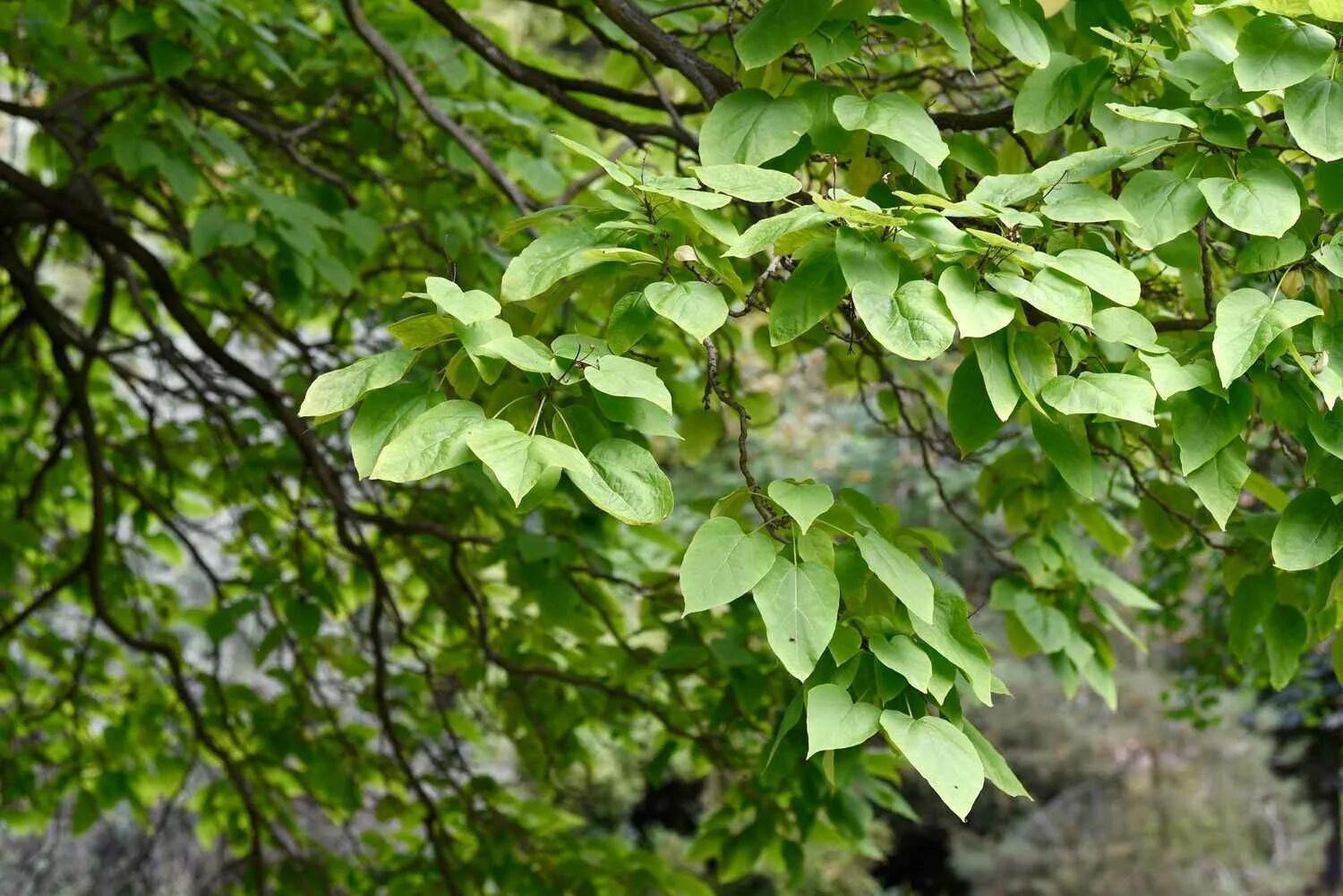 Катальпа листья фото Catalpa: Care and Growing Guide