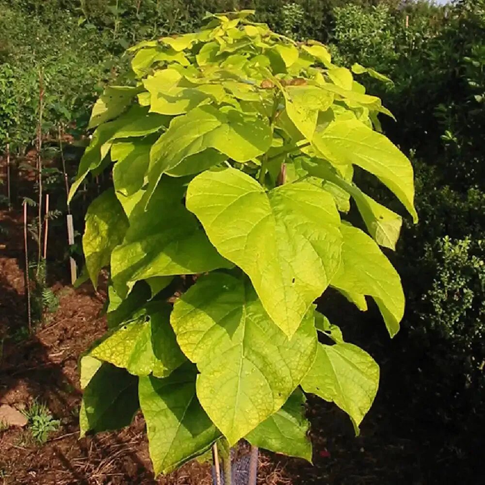 Катальпа листья фото CATALPA bignonioides - Catalpa commun - pépinières Lepage Bretagne Bord de mer