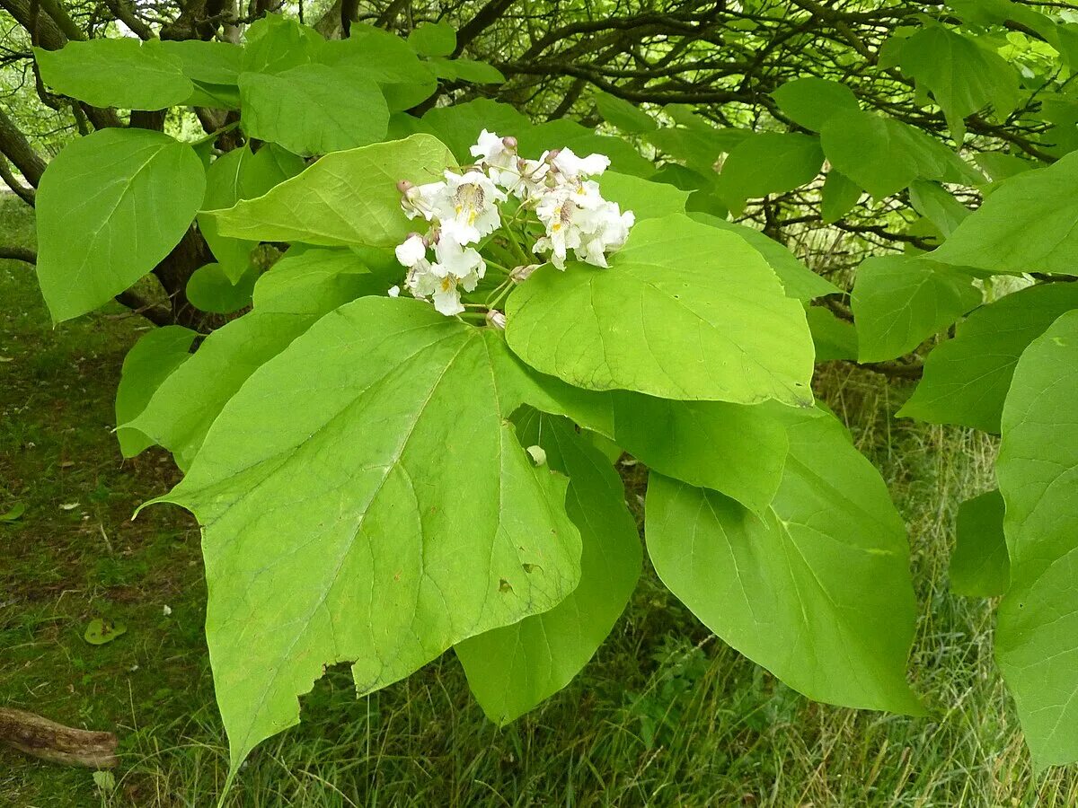 Катальпа листья фото File:P1000271 Catalpa bignonioides (Aurea) (Begoniaceae) Leaf.JPG - Wikipedia