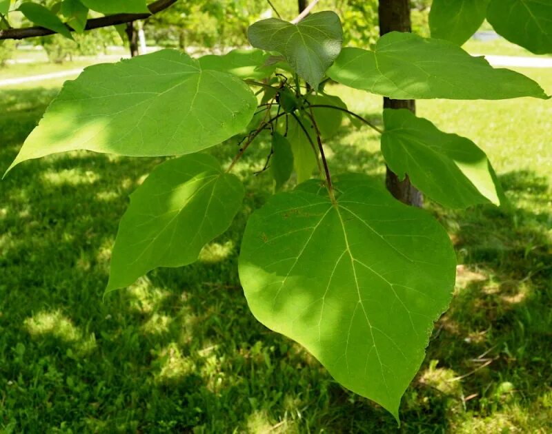 Катальпа листья фото Катальпа яйцевидная - Огородник.ру