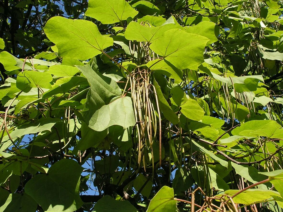 Катальпа семена фото Catalpa ovata - Image of an specimen - Plantarium