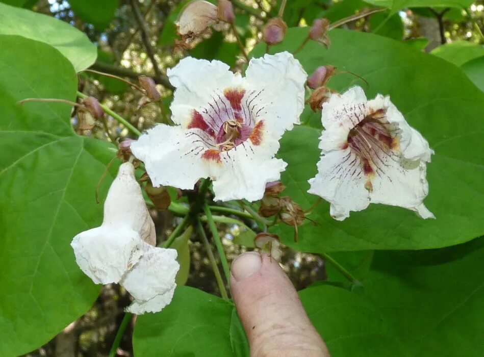 Катальпа семена фото CalPhotos: Catalpa bignonioides; southern catalpa