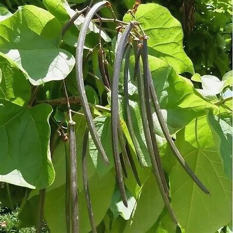 Катальпа семена фото Southern Cigar Tree Seeds (Catalpa bignonioides) 15+Seeds eBay