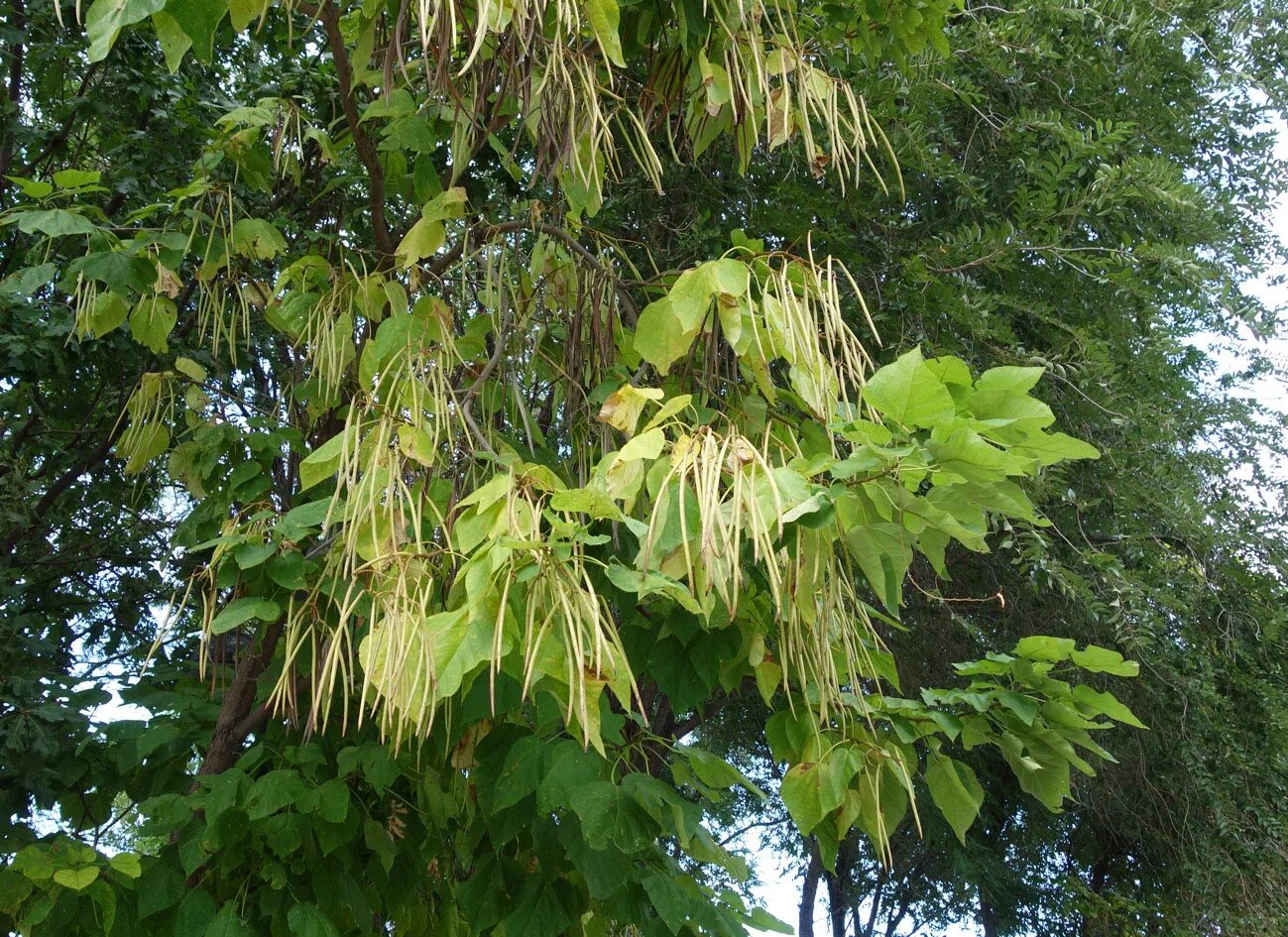 Катальпа семена фото Catalpa bignonioides - Image of an specimen - Plantarium