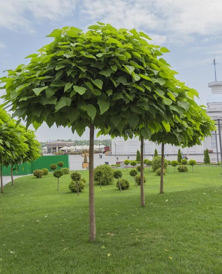 Катальпа в ландшафтном дизайне Catalpa Орнаментальные деревья в парке Редакционное Стоковое Изображение - изобр