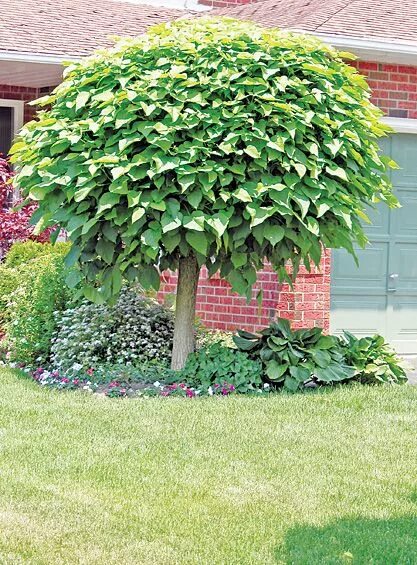 Катальпа в ландшафтном дизайне Catalpa bignonioides nana Garden trees, Outdoor plants, Trees for front yard