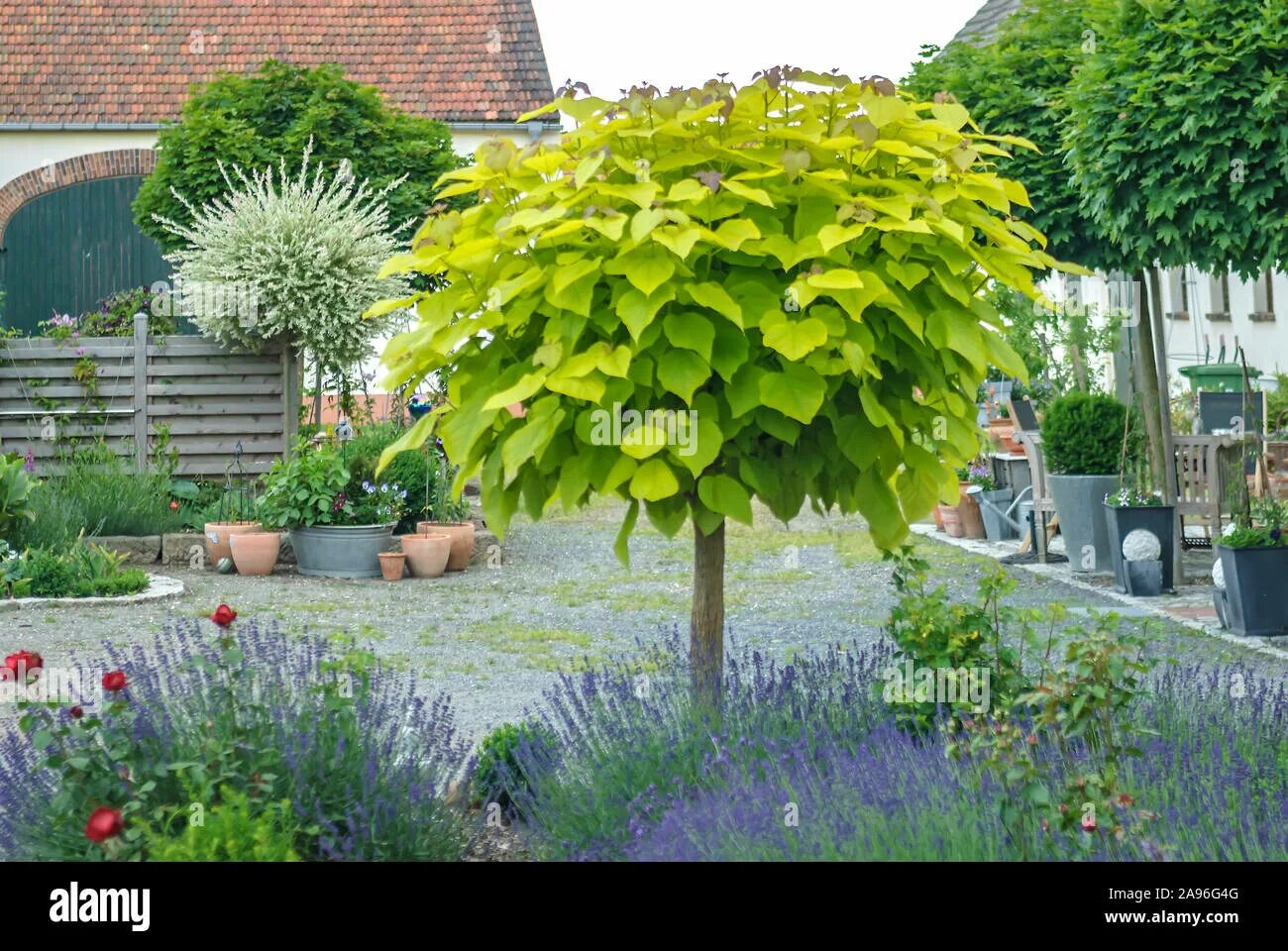 Катальпа в ландшафтном дизайне Kugel trompetenbaum hi-res stock photography and images - Alamy