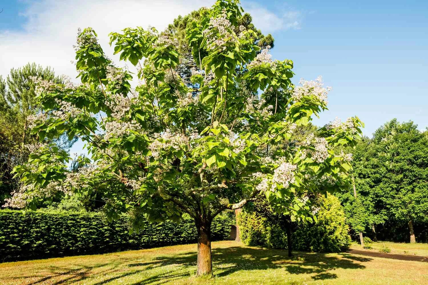 Катальпа в ландшафтном дизайне What to Know About Catalpa Trees and Their Worms