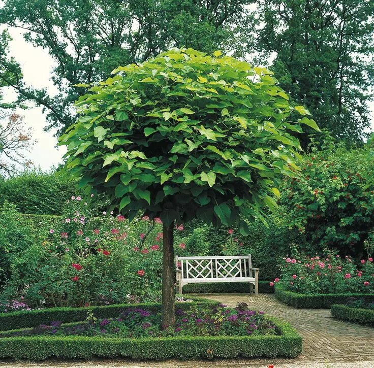 Катальпа в ландшафтном дизайне фото Bolcatalpa (Catalpa Nana) Garden inspiration, Plant images, Plants