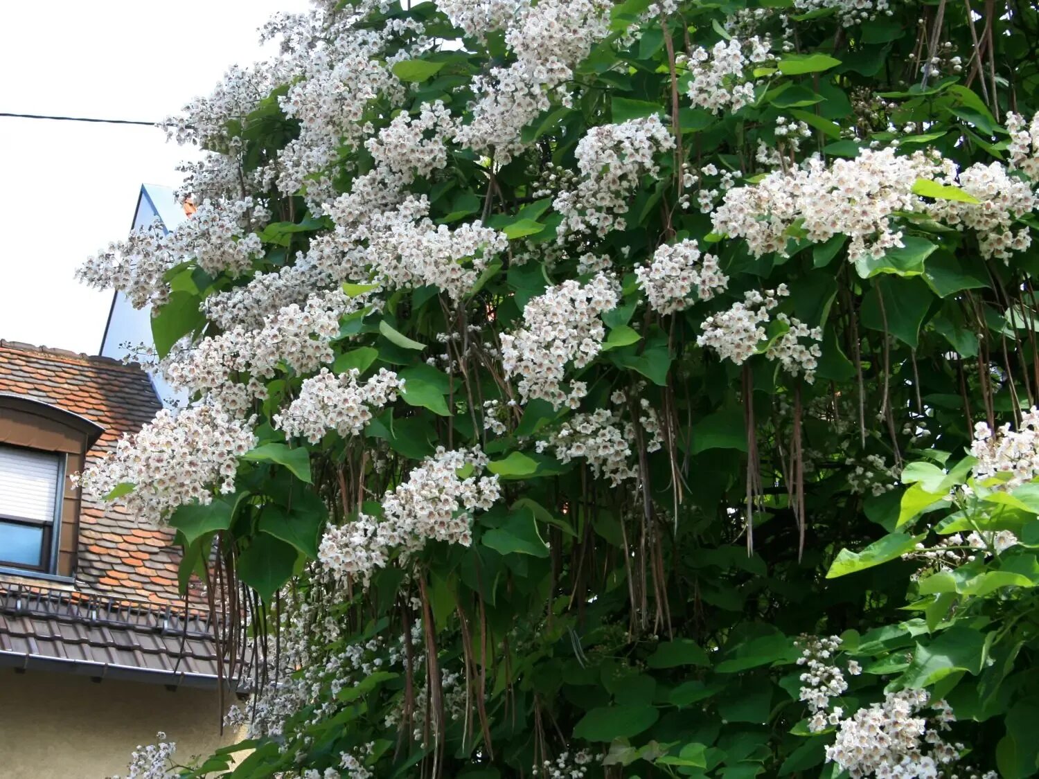 Катальпа зимой фото Семена Катальпы бигнониевидной "Слоновая кость" (лат. Catalpa bignonioides "Слон