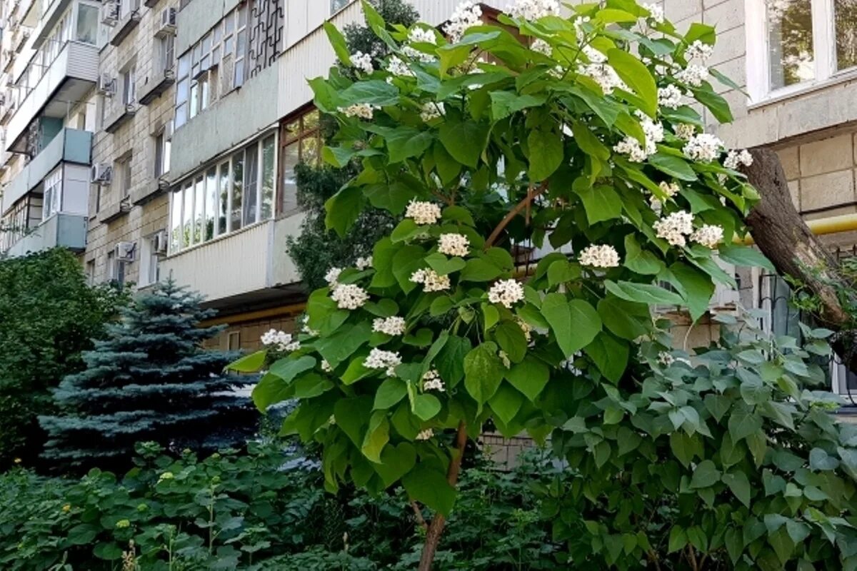 Катальпа зимой фото Деревья счастья: в Волгограде снова благоухают катальпы - МК Волгоград