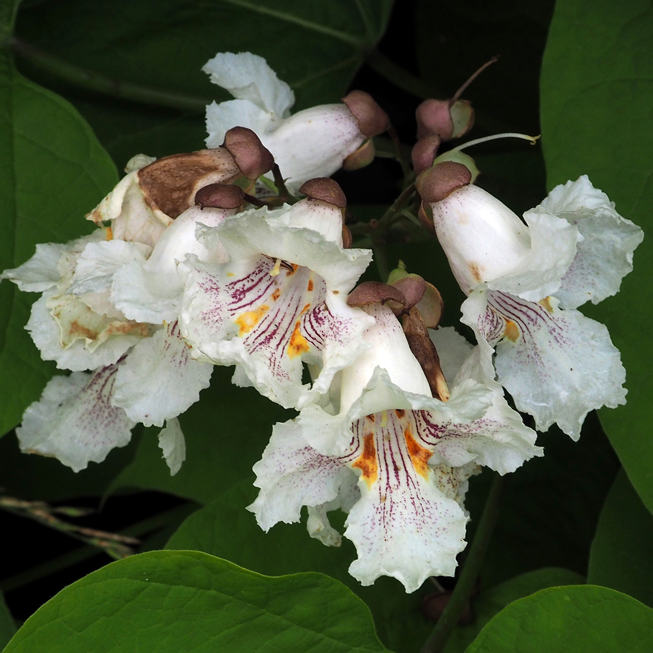 Катальпа зимой фото File:(ms) Catalpa bignonioides 3.jpg - Wikimedia Commons