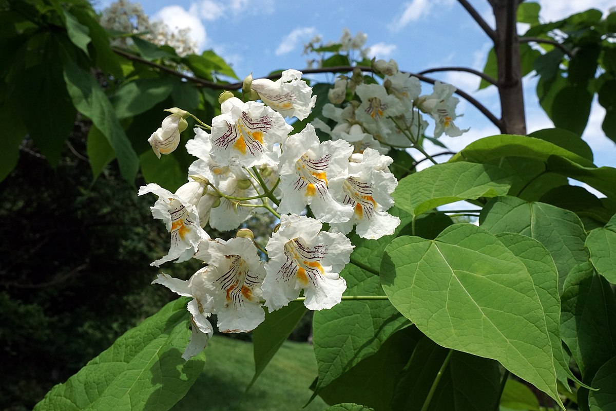 Катальпа зимой фото Файл:Catalpa speciosa (Northern Catapla) (35433010576).jpg - Википедия