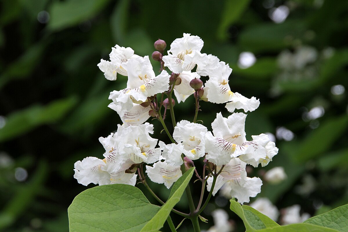 Катальпа зимой фото Fil:Baden-Baden-Catalpa bignonioides-36-Trompetenbaum-Bluete-2010-gje.jpg - Wiki