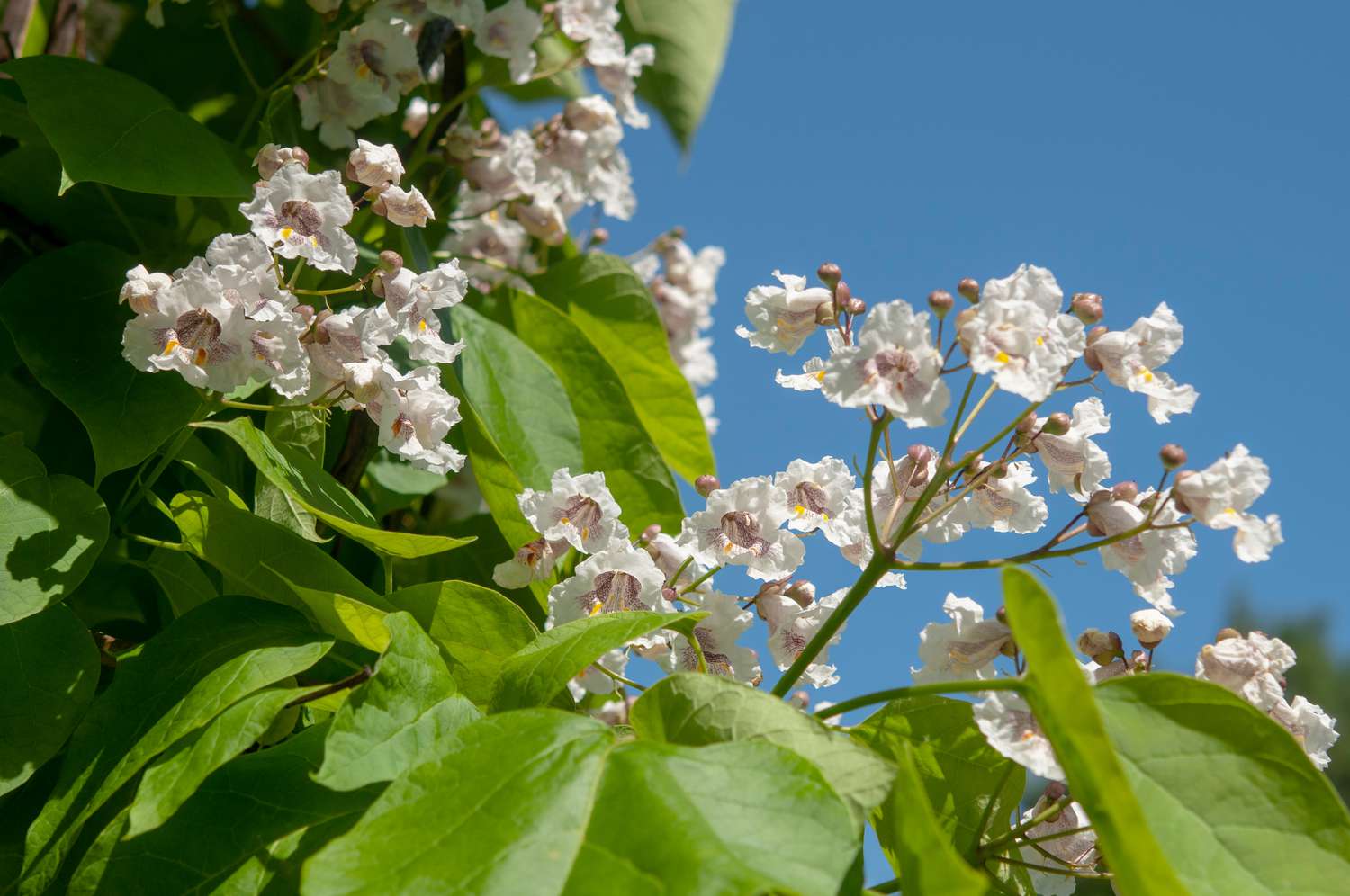 Катальпа зимой фото Catalpa: Care and Growing Guide