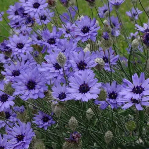 Катананхе посадка и уход фото Катананхе голубая (Catananche caerulea) купить в Москве по низкой цене из питомн