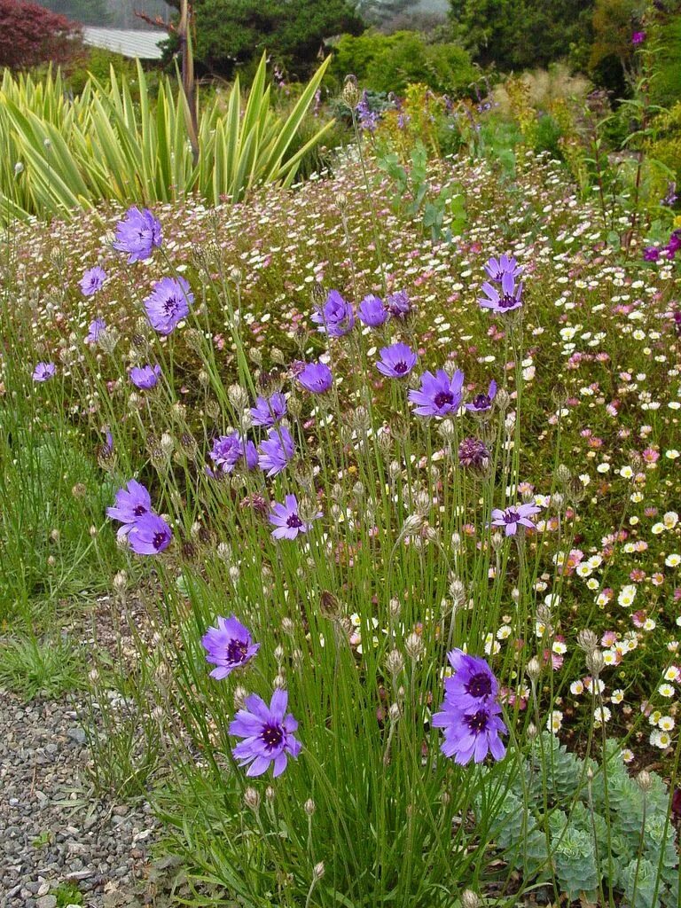 Катананхе посадка и уход фото catananche caerulea