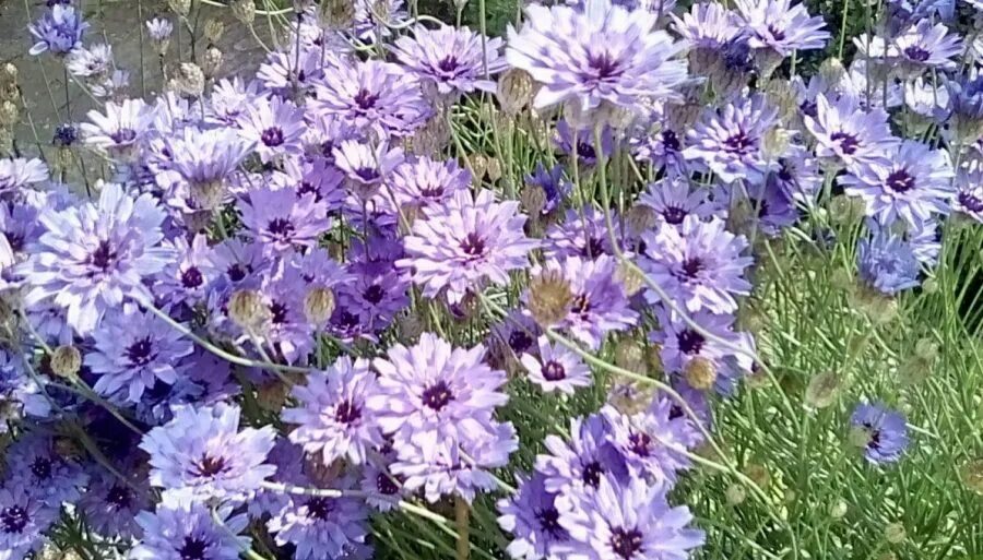 Катананхе посадка и уход фото Катананхе Голубой Купидон (Catananche caerulea)