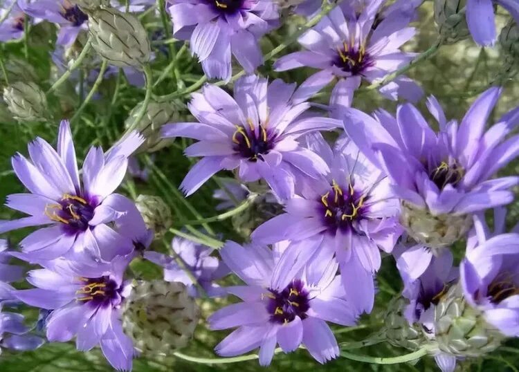 Катананхе посадка и уход фото Катананхе голубая, Catanache caerulea