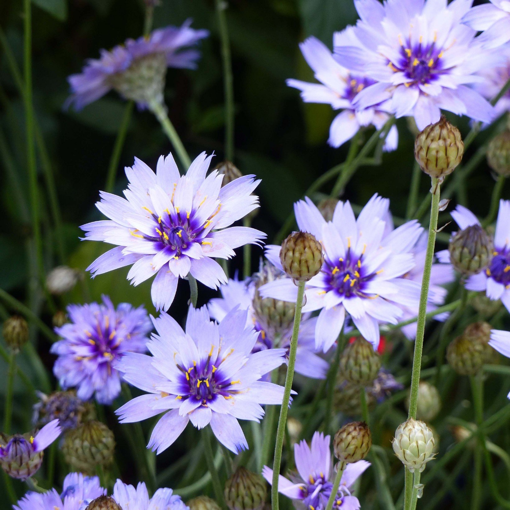 Катананхе посадка и уход фото Catananche caerulea - Cupidone - Fleurs bleues lavande sur feuillage gris vert F