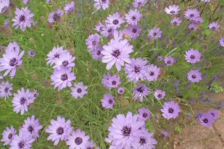 Катананхе посадка и уход фото Blauwe strobloem (Catananche caerulea) - p9 Planten, Tuin, Tuinieren