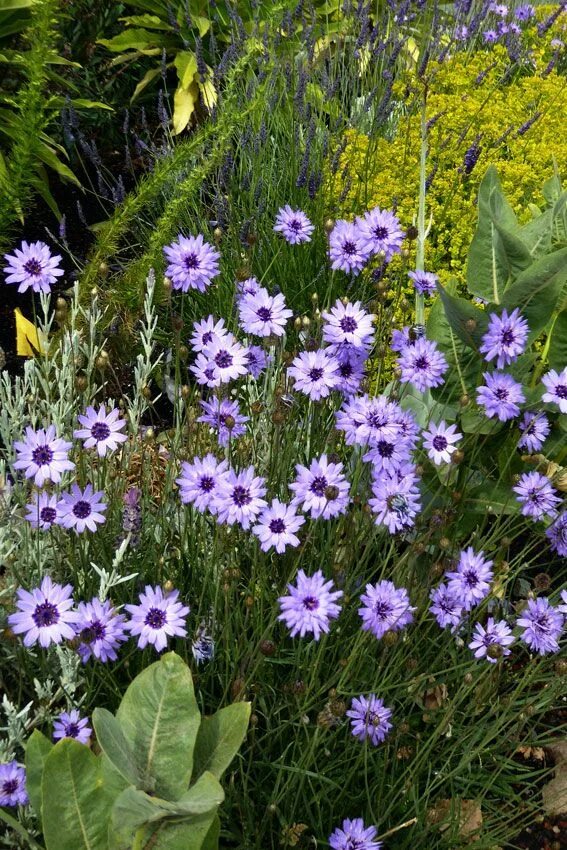 Катананхе посадка и уход фото Catananche caerulea "Cupid's Dart" - Buy Online at Annie's Annuals Flower landsc