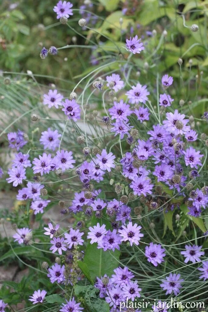 Катананхе посадка и уход фото La Catananche caerulea (cupidone) - plaisir-jardin.com Idées jardin, Jardins, Pl