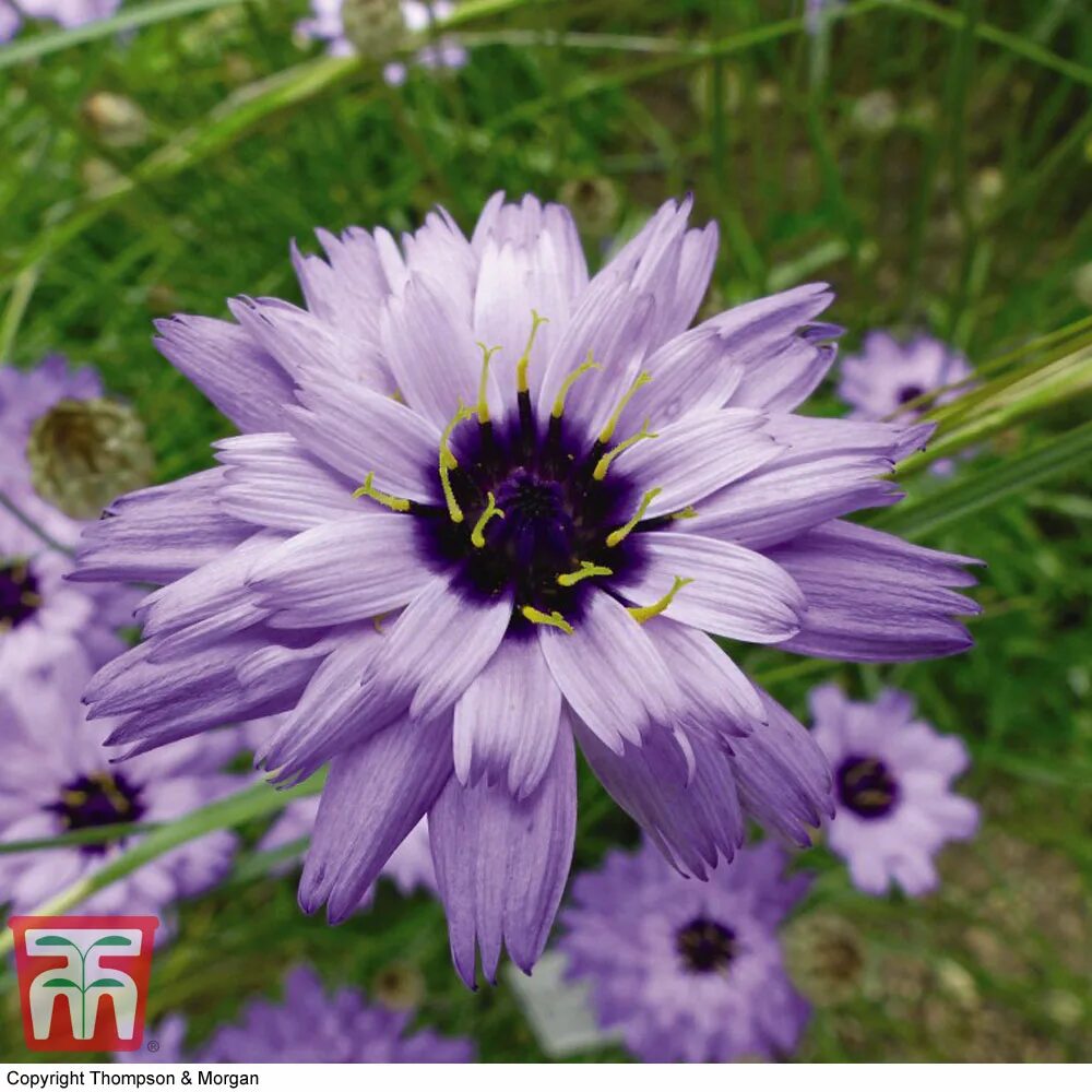 Катананхе посадка и уход фото Catananche caerulea 'Amor Blue' - Seeds Thompson & Morgan