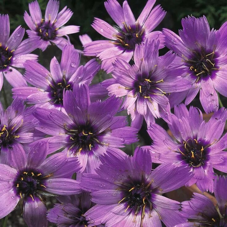 Катананхе посадка и уход фото Catananche caerulea, Hardy perennial, front of the border, WS, sun Hardy Perenni