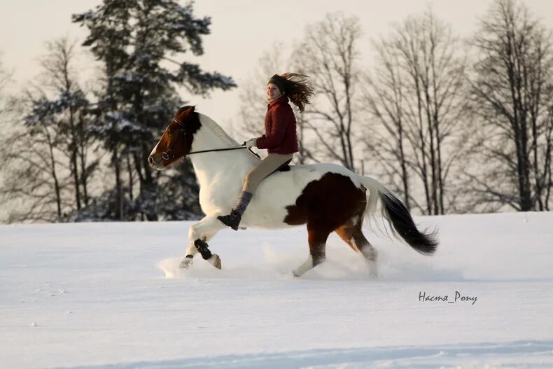 Катание на лошадях фото Зимне-закатный галоп - фотографии - equestrian.ru