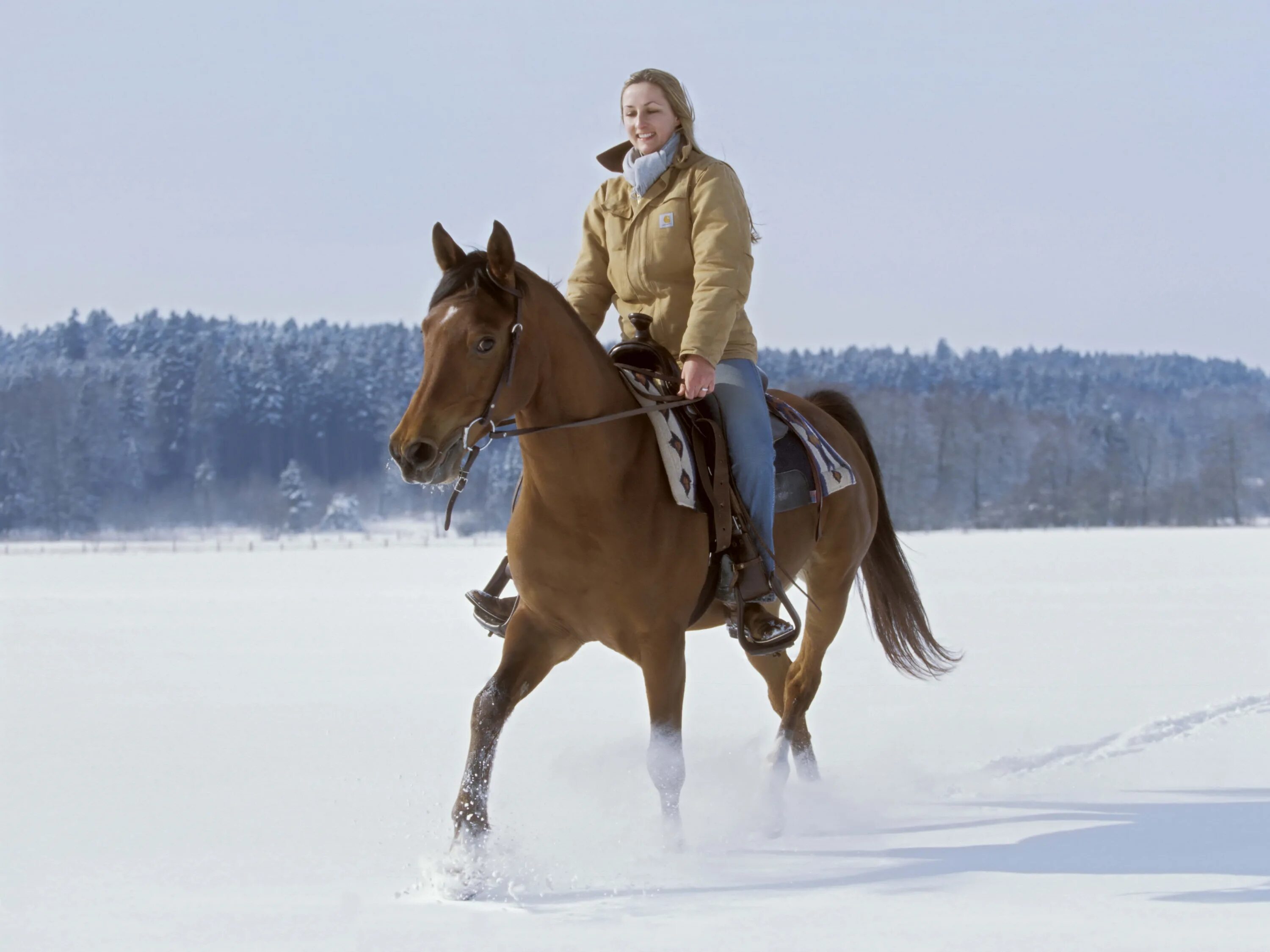 Катание на лошадях фото Wallpaper : snow, winter, jumping, girl, Rein, mare, equestrianism, animal sport